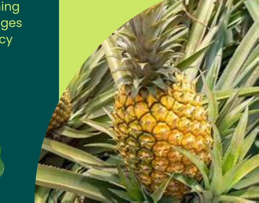 Pineapple Variety 1